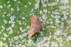 Achrosis