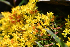 Sedum taiwanalpinum