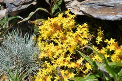 Sedum taiwanalpinum