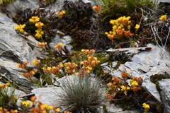Sedum taiwanalpinum