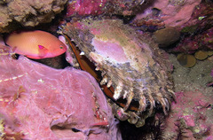 Pinctada margaritifera