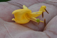 Lonicera acuminata