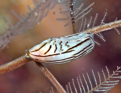 Pterelectroma physoides