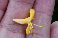 Lonicera acuminata