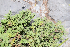 Brickellia veronicifolia