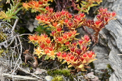 Sedum taiwanalpinum