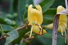 Lonicera acuminata