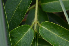 Lonicera acuminata