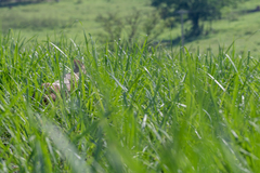 Mazama gouazoubira