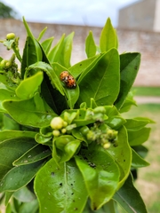 Harmonia axyridis