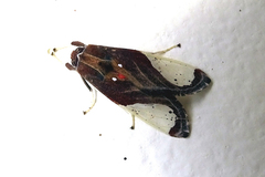 Bertholdia