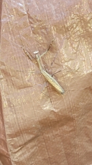 Statilia maculata maculata