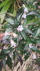 Strobilanthes anisophyllus