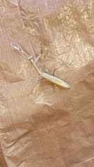 Statilia maculata maculata