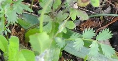 Sanguisorba minor