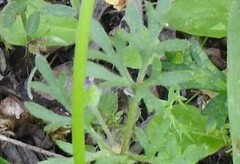 Ranunculus paludosus