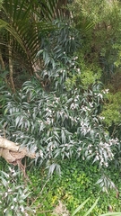 Strobilanthes anisophyllus
