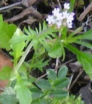 Centranthus calcitrapae