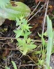 Lysimachia linum-stellatum