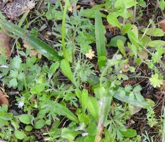 Ranunculus paludosus