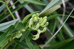 Lonicera acuminata