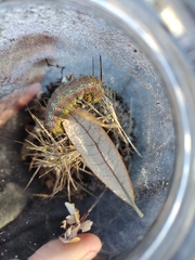 Anisota virginiensis