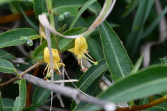 Lonicera acuminata