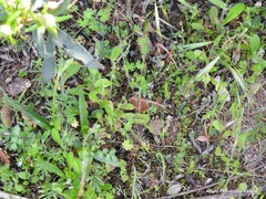 Lysimachia linum-stellatum