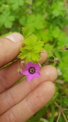 Geranium procurrens