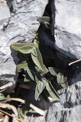Tradescantia sillamontana