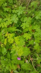 Geranium procurrens