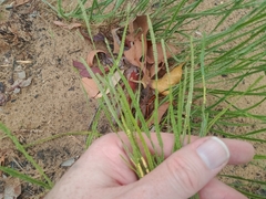 Pteris platyzomopsis