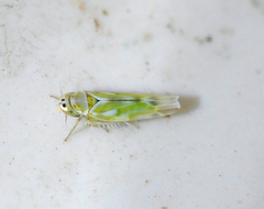 Fruticidia bisignata