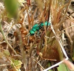 Chrysura