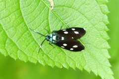 Chrysartona stipata