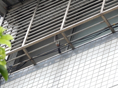 Dendrocitta formosae