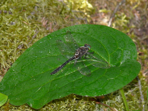 American Emerald