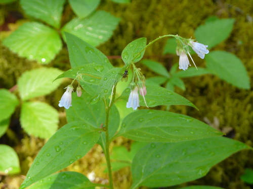 Tall Bluebell