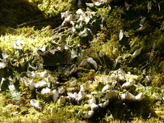 Peltigera aphthosa