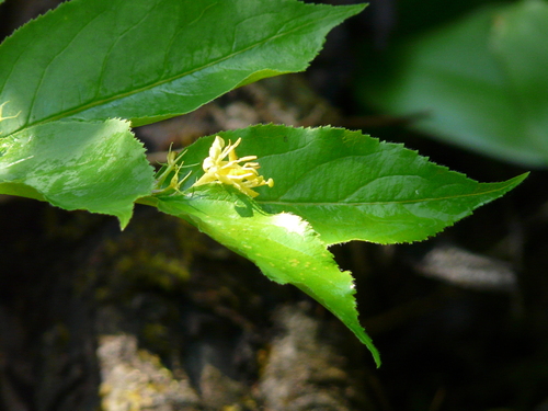 northern bush honeysuckle