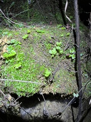 Anogramma leptophylla