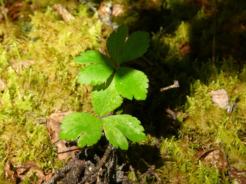 wood anemone