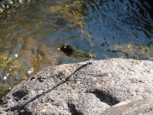 River Jewelwing