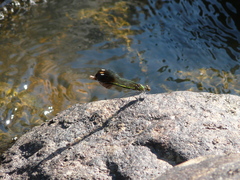 Calopteryx aequabilis