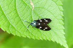 Chrysartona stipata