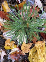 Dendrolycopodium