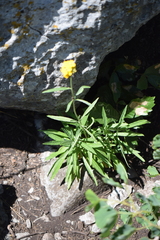 Erysimum capitatum