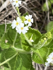 Caperonia cordata