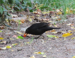 Turdus merula merula