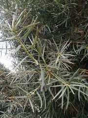 Podocarpus salignus